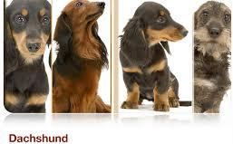 Royal Canin Dachshund Junior Роял Канин Такса щенки Роял Канин Щенки Такса DACHSHUND JUNIOR